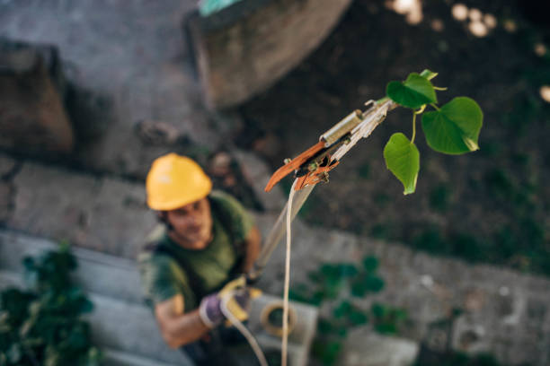 How Our Tree Care Process Works  in  Franklin Furnace, OH